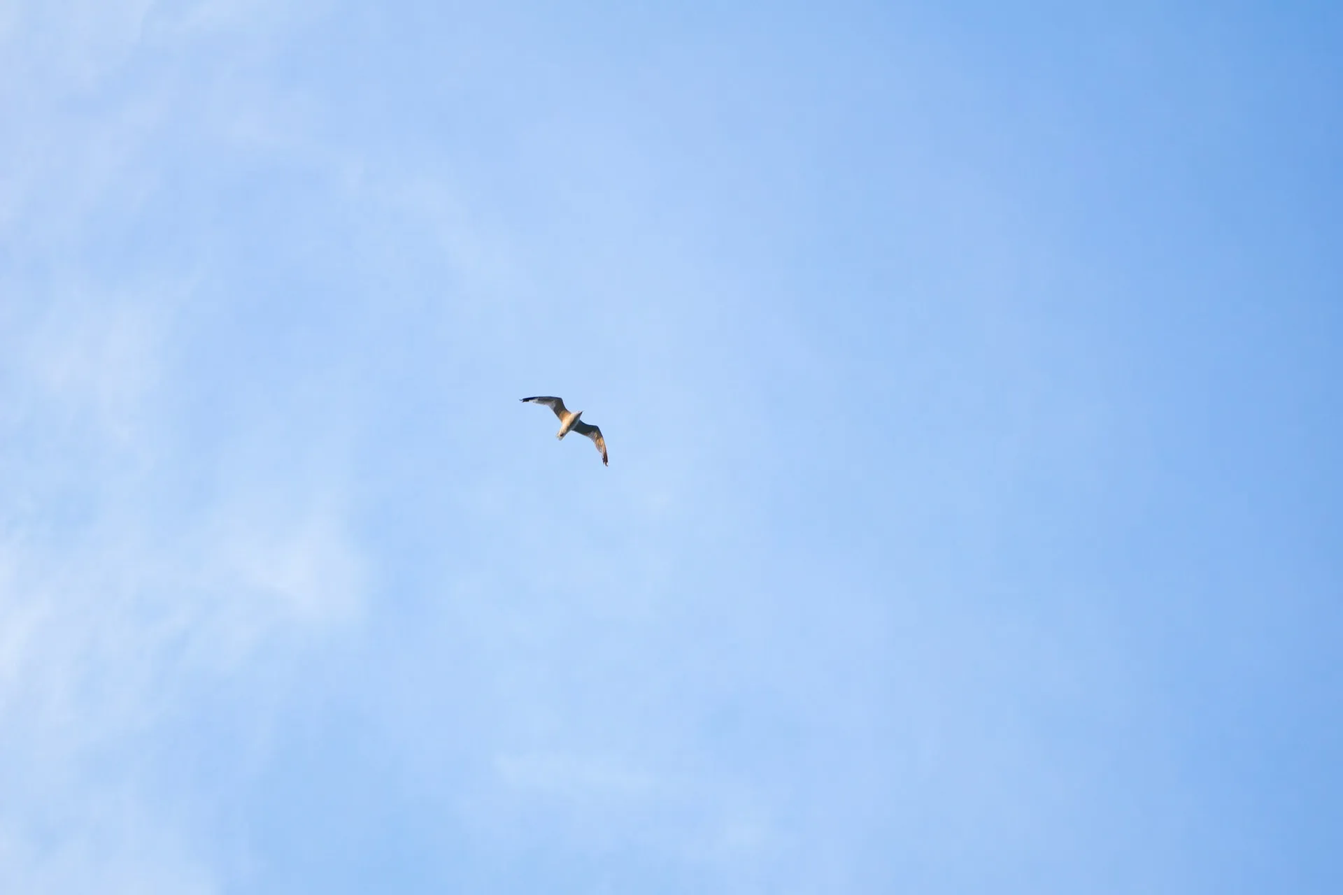 Lone bird flying in bright blue sky